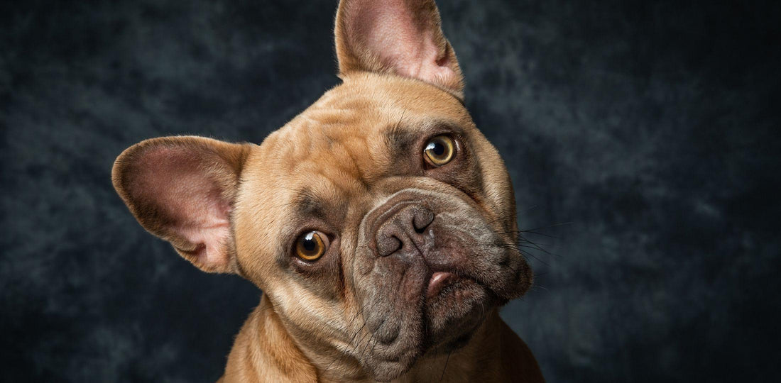 Francoski buldog s pokončnimi netopirjastimi ušesi