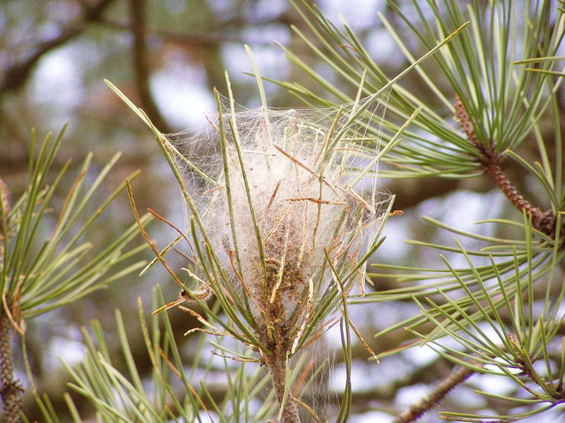 Borov sprevodni prelec in psi: simptomi, prva pomoč in veterinar