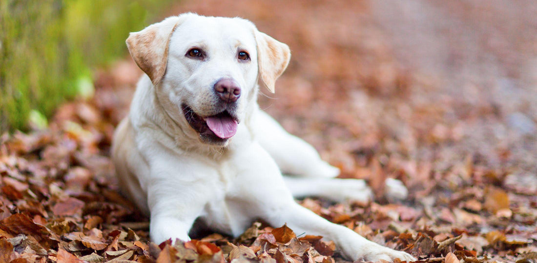 Rumeni labrador retriver, prijazen družinski pes