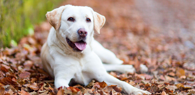 Labrador retriver: značaj, nega in zdravje pasme