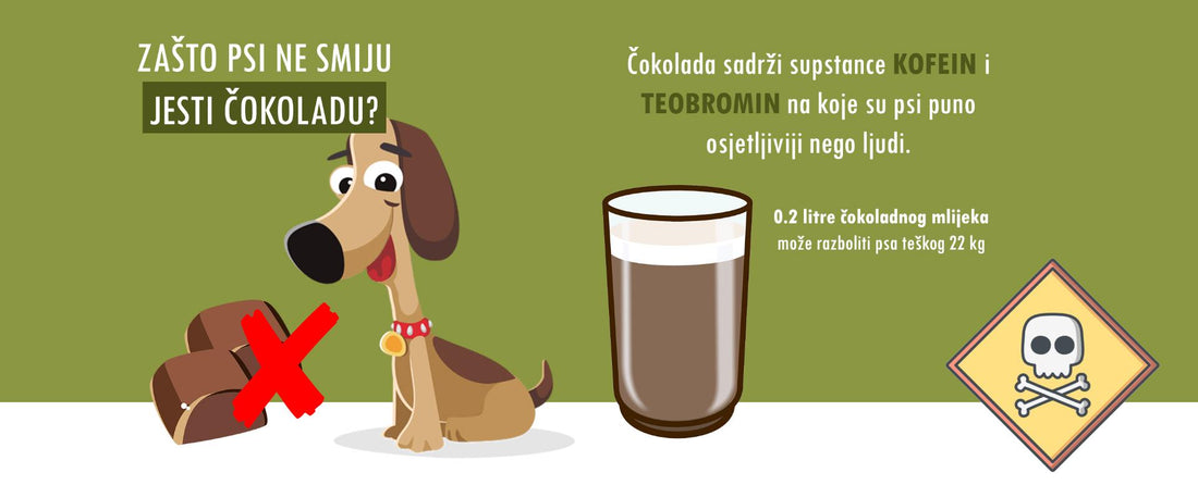 Infografika o tem, zakaj psi ne smejo jesti čokolade