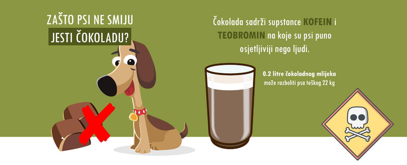 Zakaj psi ne smejo jesti čokolade in kaj storiti, če jo pojedo