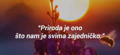 Čebele na delu: od kod prihajata propolis in cvetni prah