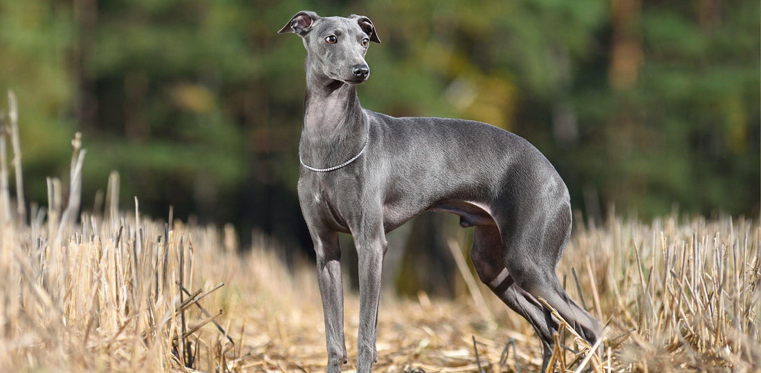 Angleški hrt (greyhound) stoji v profilu na travniku
