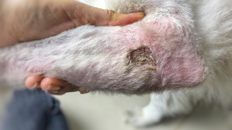 Dermatitis pri psih: simptomi, vrste, vzroki in zdravljenje