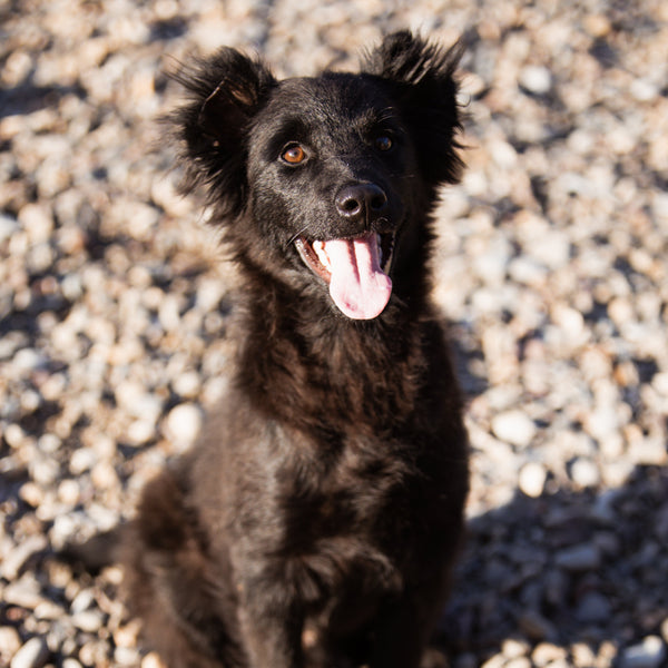 ApiBotrstvo – Joey