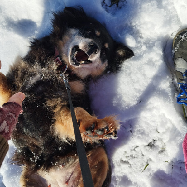 ApiBotrstvo – Jane