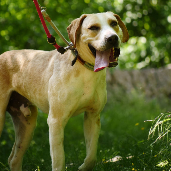 Apibotrstvo - Benđi