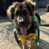 ApiKumstvo - Boomer