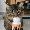 Apicat Skin