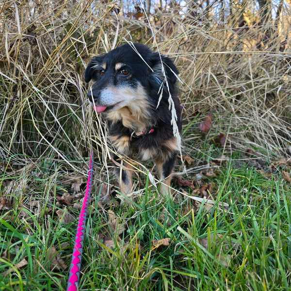 ApiBotrstvo – Jane