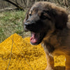 ApiKumstvo - Perdita