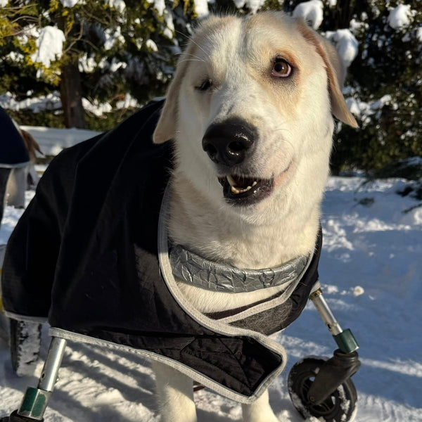 ApiBotrstvo – Heidi