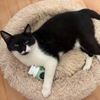 Apicat Hairball