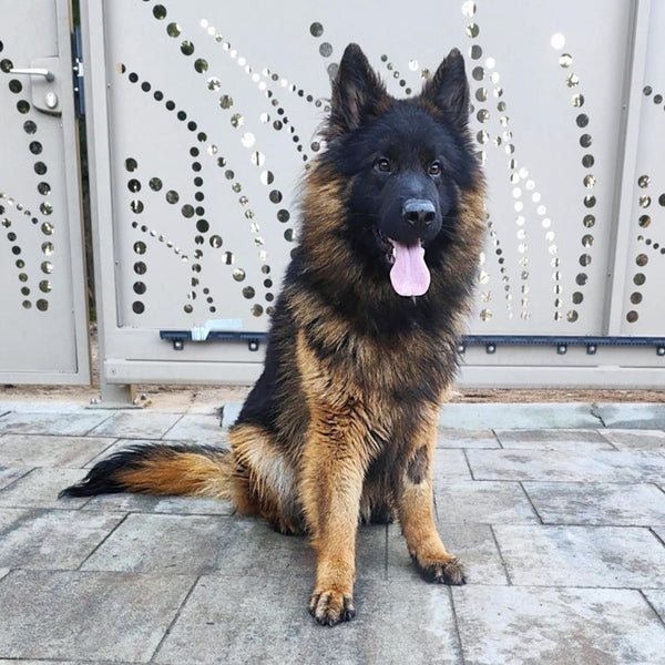 Apibotrstvo -  Napoleon