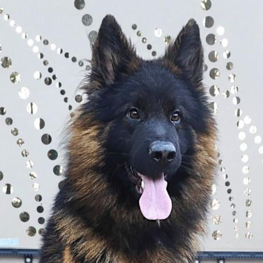 Apibotrstvo -  Napoleon