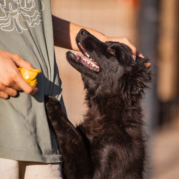 ApiBotrstvo – Joey