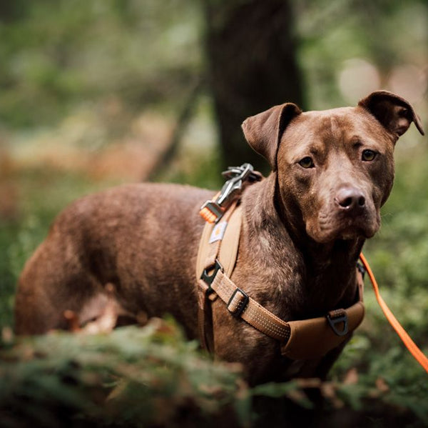 Apibotrstvo - Taček