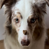 Apipet Chews Probiotic