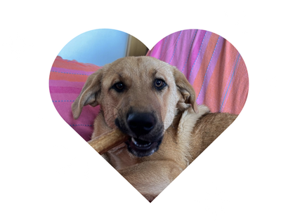 Barbie je posvojena!