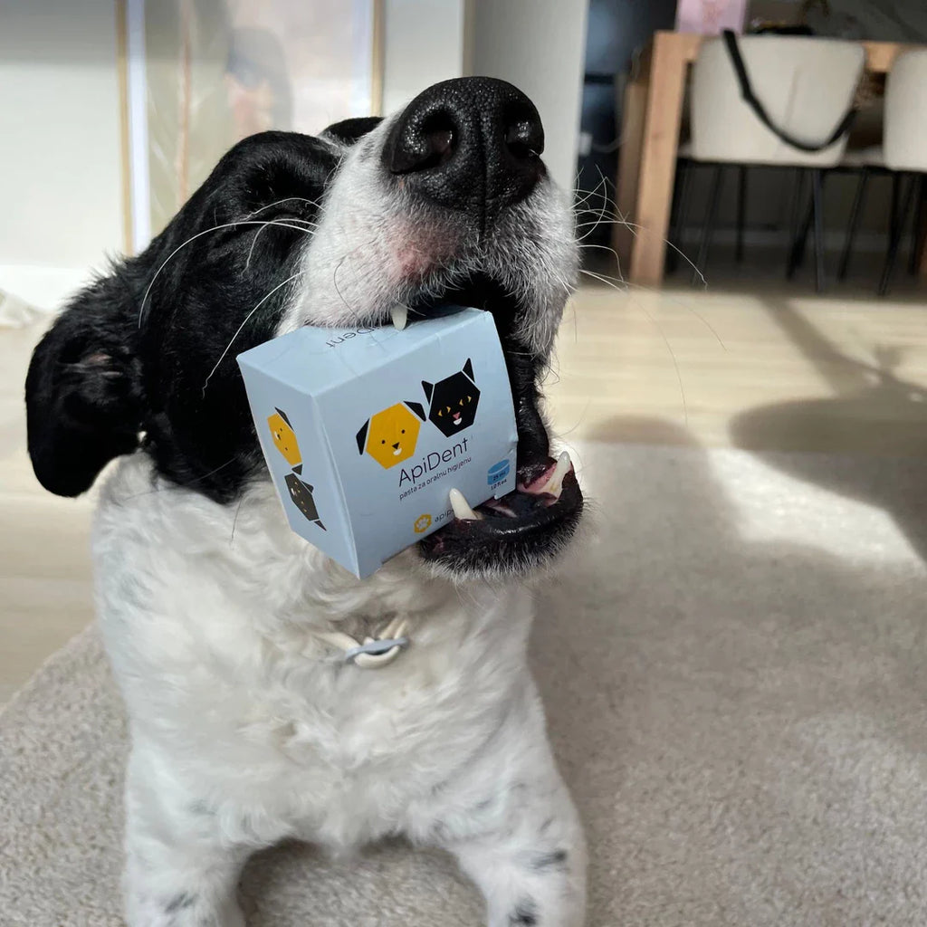 ApiDent