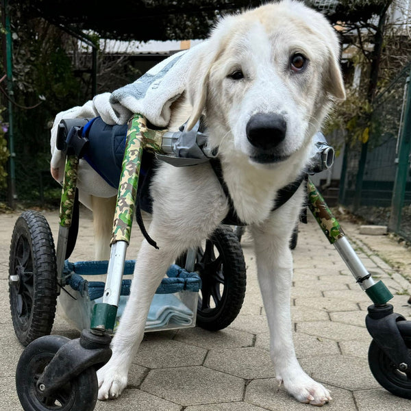 ApiBotrstvo – Heidi