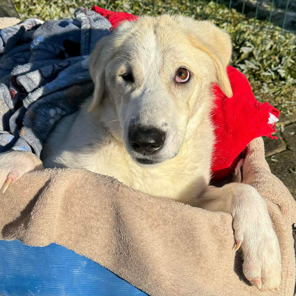 ApiBotrstvo – Heidi