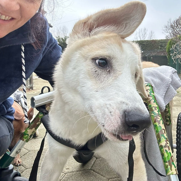 ApiBotrstvo – Heidi