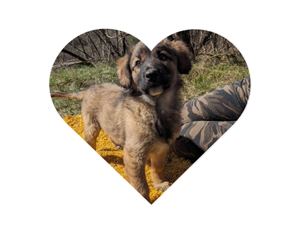 Perdita je posvojena!