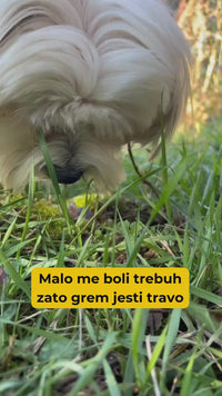 Apipet Brix Gastro