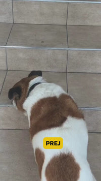 Apipet Flexi